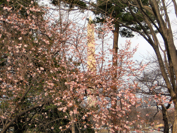 Not quite cherry blossoms.