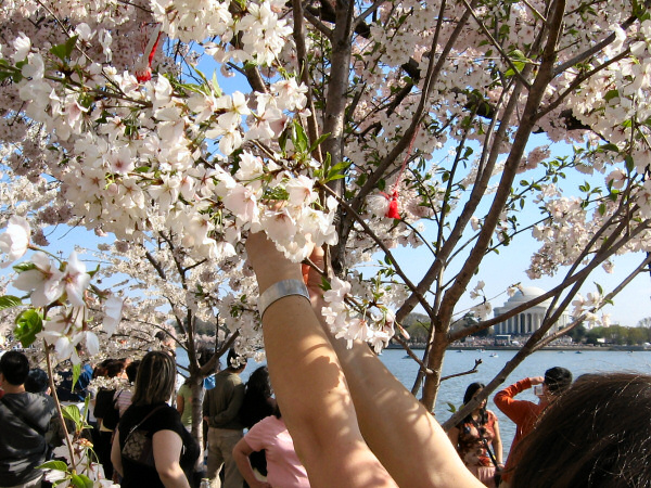Hanging our martenitsas.