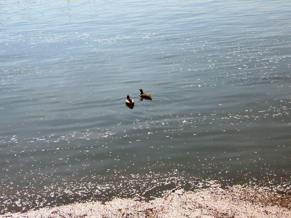 Blossoms in the water.