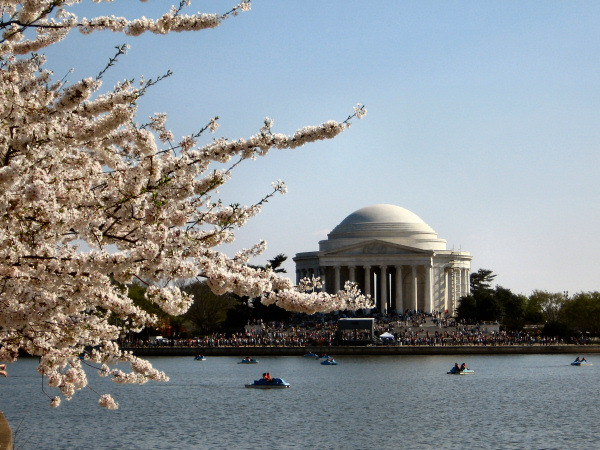 Jefforson Memorial with blossoms.