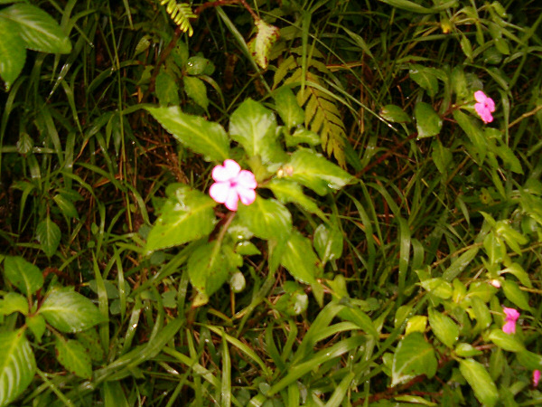 Little pink flower.