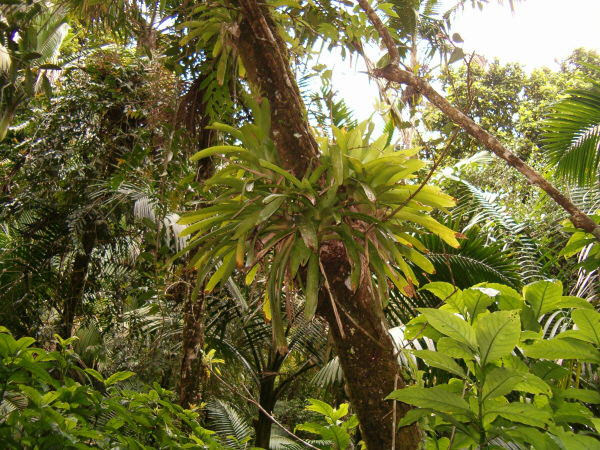 Plant living on a tree.