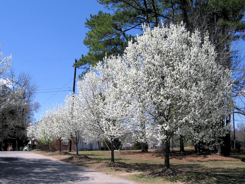 Blooming trees.