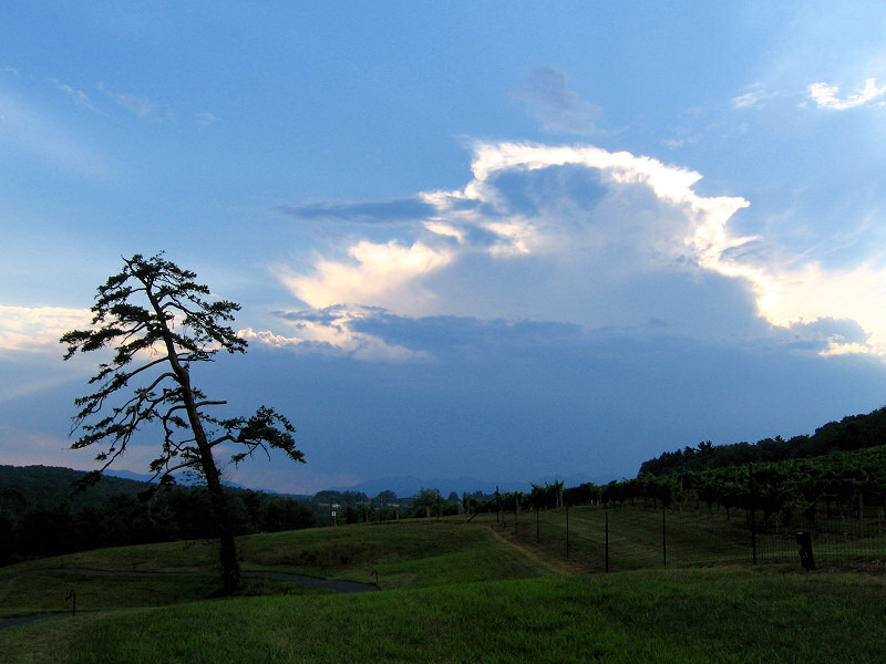 A panorama on the Biltmore Estate.