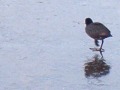Bird on the ice.